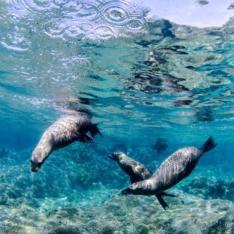 Cabo Dolphin Swim