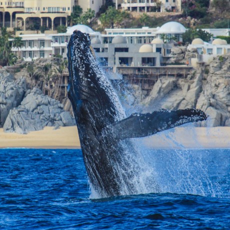 Whale Watching