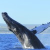 Whale Watching