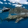 Whale Shark