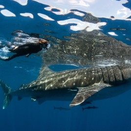 Whale Shark