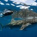 Whale Shark