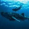 Whale Shark