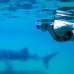 Whale Shark